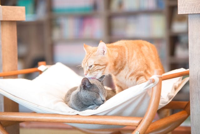 猫カフェモカ(池袋東口店)