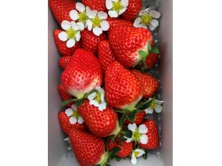 モリヤマファームの写真1