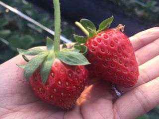 南阿蘇トーマス農園の写真1