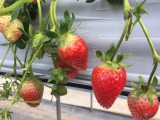三浦イチゴ園の写真1