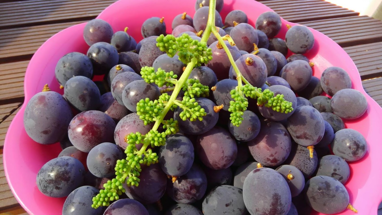 王さまのぶどう旅行村農園の写真1