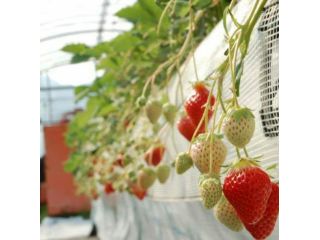 南いちご農園の写真1