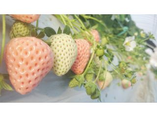 農Lifeいちごの村の写真1