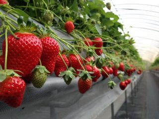 片平観光農園の写真1