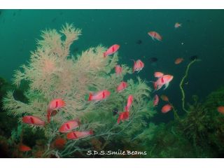 ダイビングショップSBの写真1