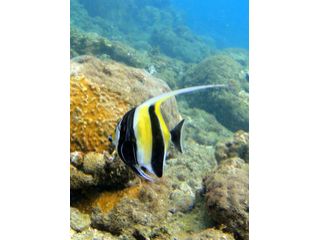 屋久島ダイビングステーションの写真1