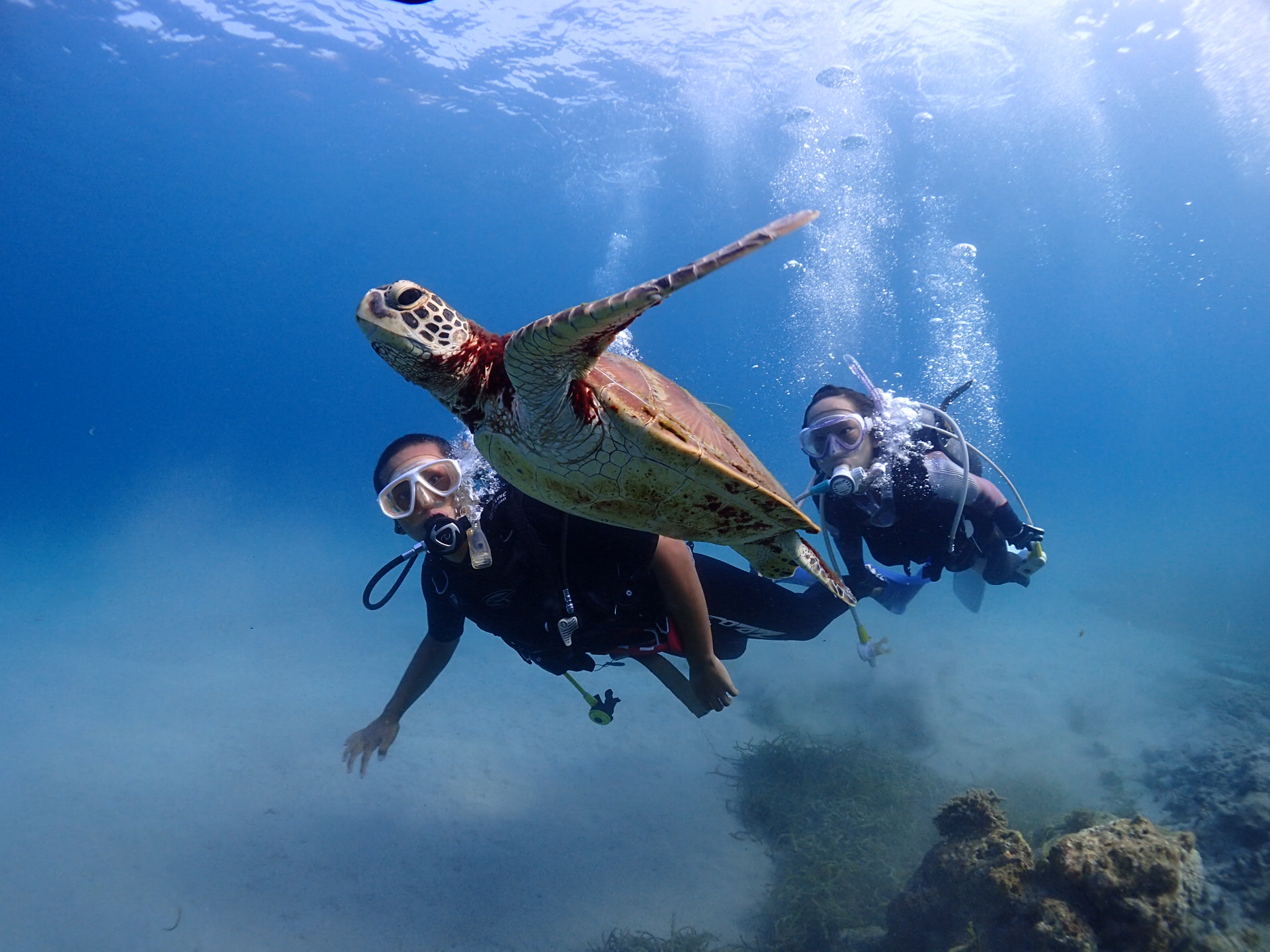 エバーブルー屋久島の写真1