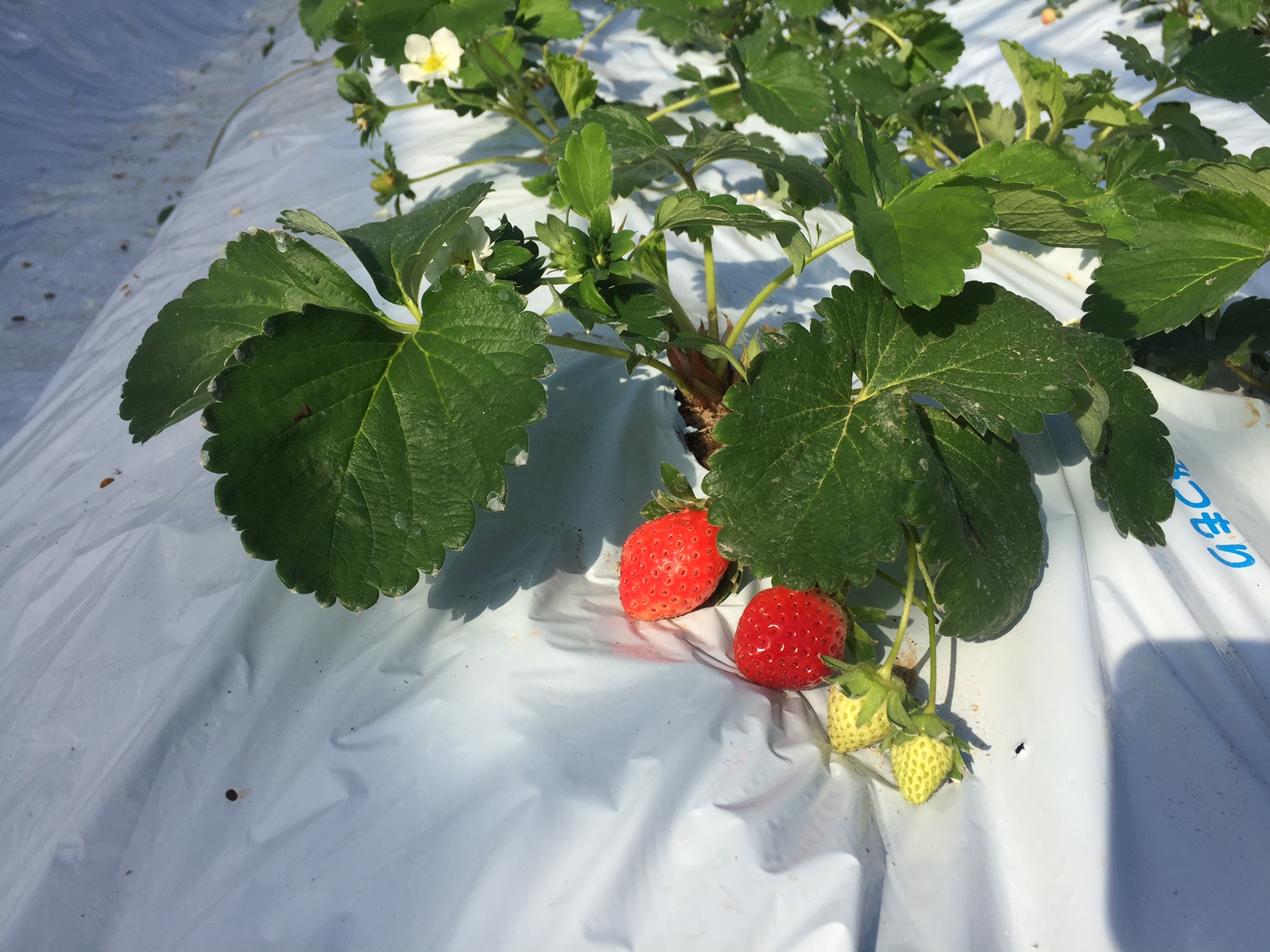 黒羽子観光農園の写真1