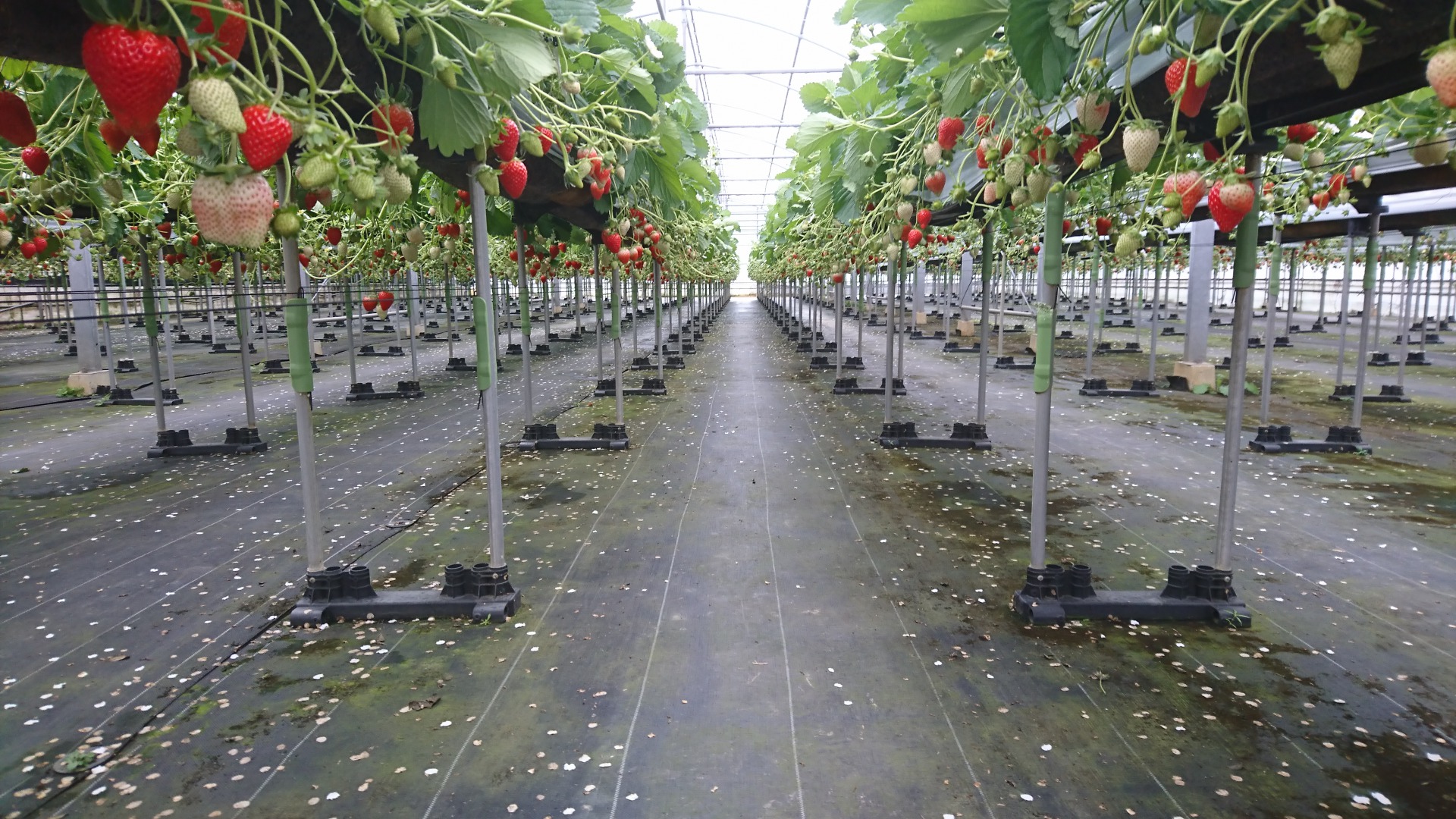 志良堂いちご園の写真1