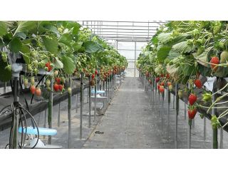 金城いちご園の写真1