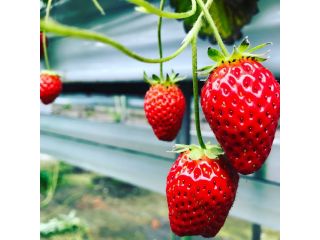 琉球苺園の写真1