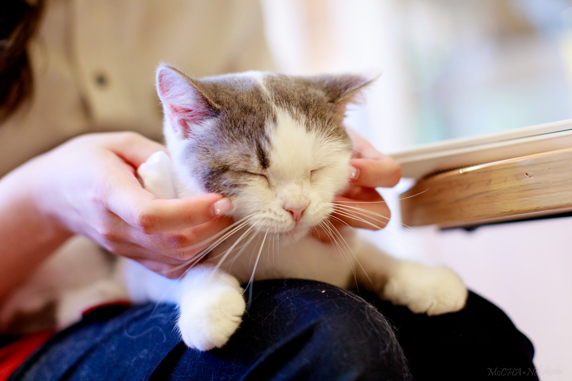 猫カフェモカ(池袋西口店)