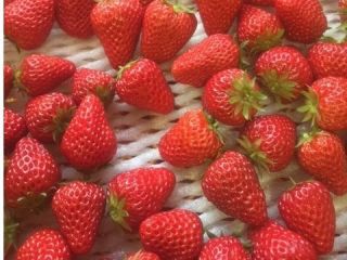 いちご狩り　やさいの家の写真1