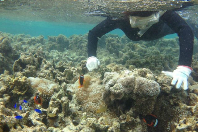 BLUE CORALの写真1