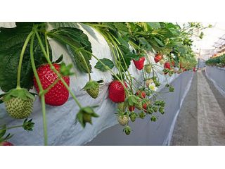 田んぼの中のいちご園byゆめが丘農園の写真1