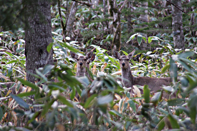 ハンティング北海道の写真1