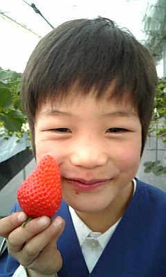 いちごハウス粕谷園の写真1