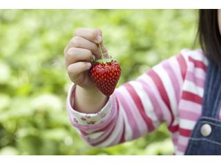 加藤さんのいちご園の写真1
