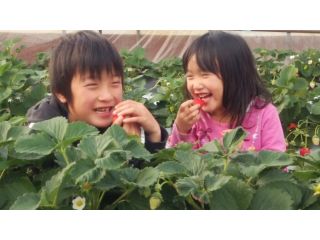 石橋苺園の写真1