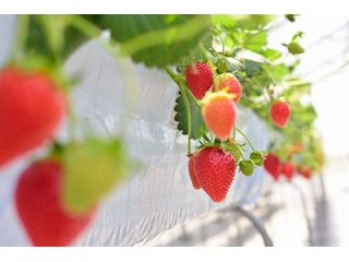 Fresh　Berryの写真1