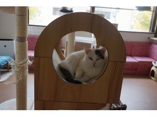 ねこカフェもふもふの写真1