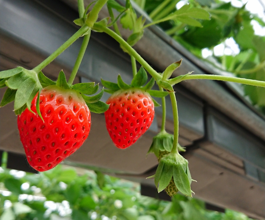 みのり農園の写真1