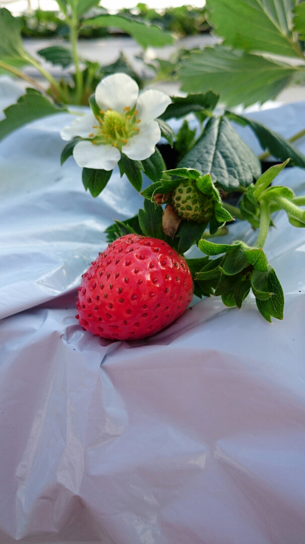 みよしぱくぱくファームの写真1