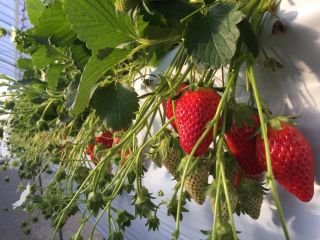 西本ファームの写真1