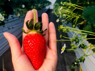 かんざきいちご園の写真1