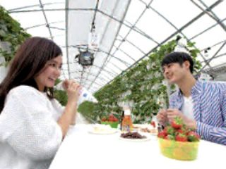 Eitoku Farm いちご園の写真1