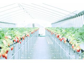 池本農園の写真1