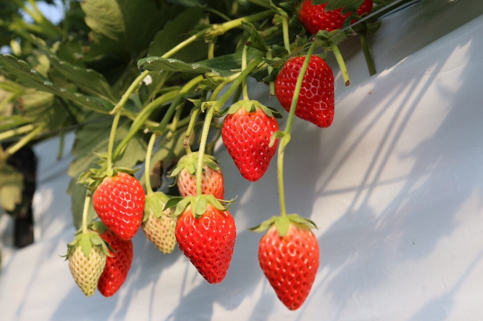 佐藤果実工房の写真1