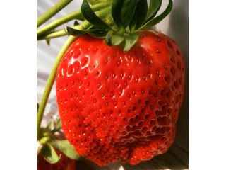 ニコファームうえだの写真1