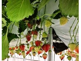 ファーマシア久保の写真1