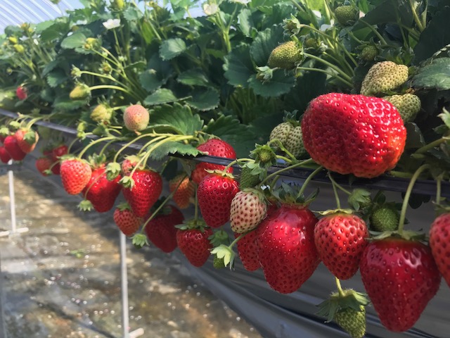 大家農園の写真1