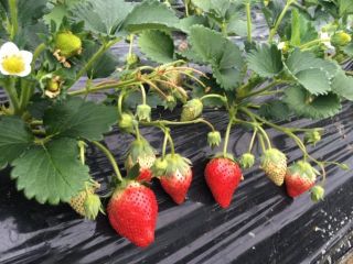 ジュリカファーム大沢農園の写真1