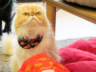 猫カフェTiMEの写真1