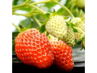 福山ファームの写真1