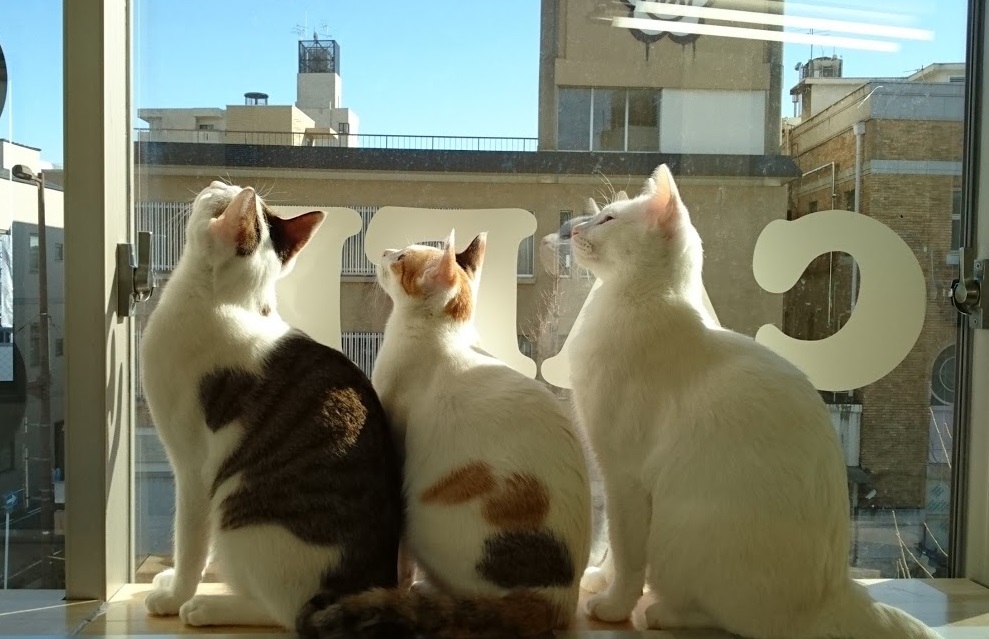 猫カフェギャラリー　キャッツアイの写真1