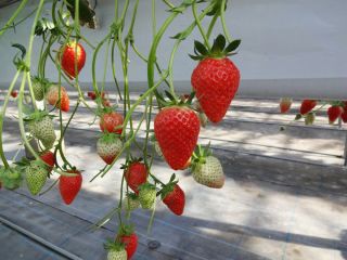 大中垣見イチゴ園の写真1