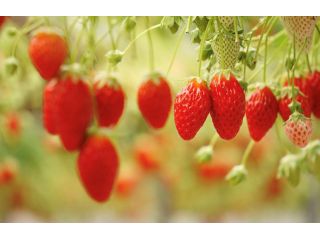 高野いちご園の写真1