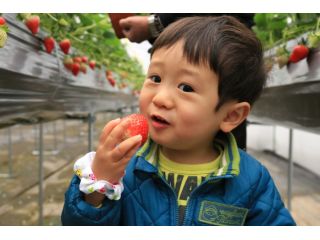 いちご農園やよすけファームの写真1