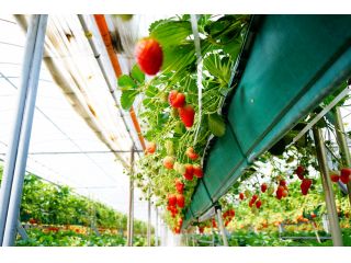 ストロベリーランドの写真1