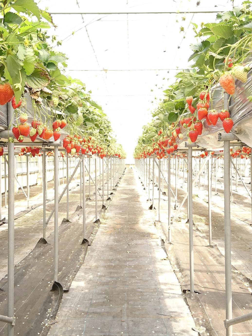 フジのいちご屋さんの写真1