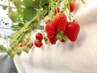 まつもとファーム　オールいちごハウスの写真1
