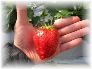 あかしゃのいちご畑の写真1