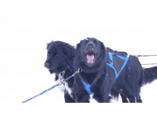 北海道アドベンチャーツアーズの写真1