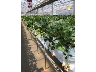 ベリーズショップ大樹の写真1