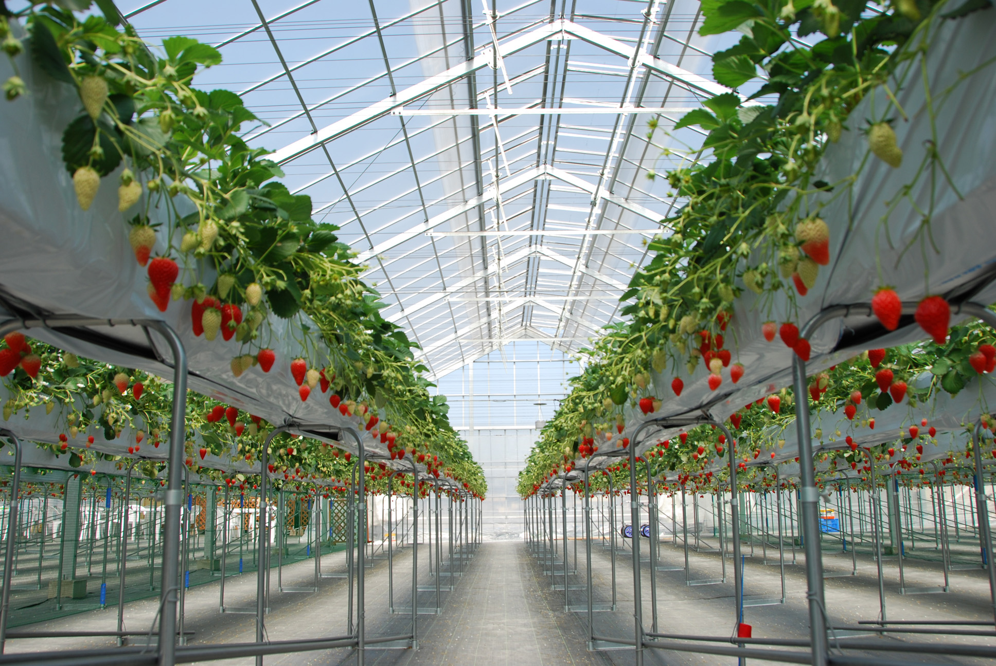 ベリーズファーム・ハセガワの写真1