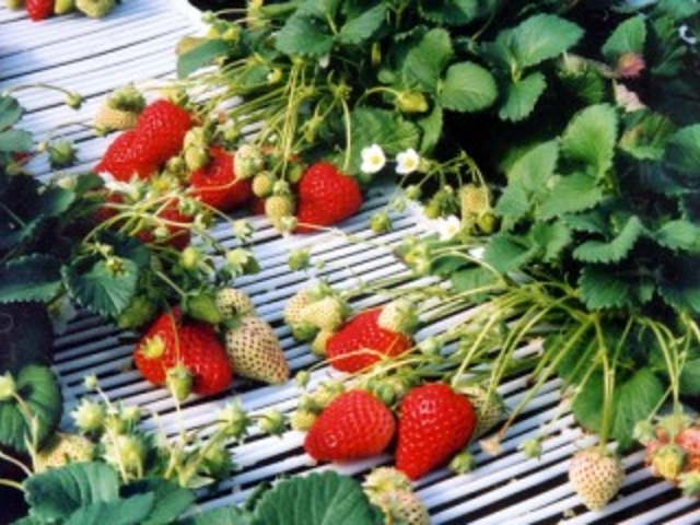 丸富農園の写真1